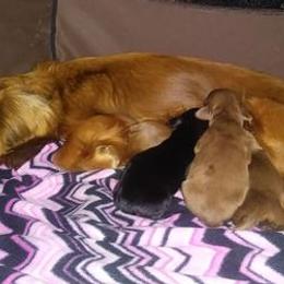 Dachshunds from Kristine Emery's Dachshunds