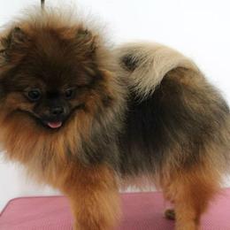 Flirt - Pomeranian