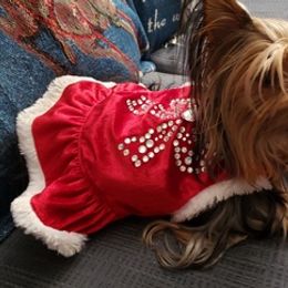 Yorkshire Terriers from Tracie's Yorkies