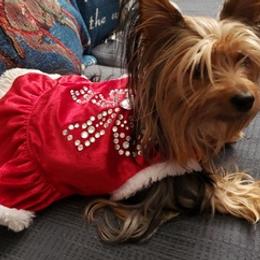 Yorkshire Terriers from Tracie's Yorkies