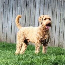 Beau - Australian Labradoodle