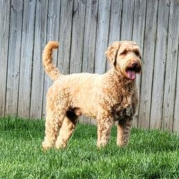 Beau - Australian Labradoodle