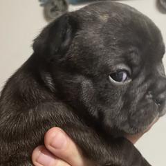 French Bulldogs from Corbin lucero