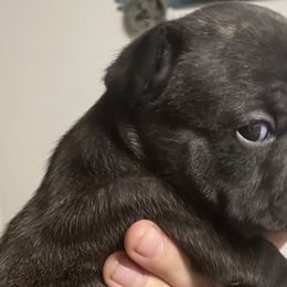 French Bulldogs from Corbin lucero