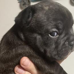 French Bulldogs from Corbin lucero