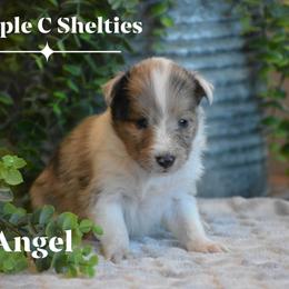 Angelic - Sable merle and white female Shetland Sheepdog puppy in Gladbrook, Iowa from T Triple C Shelties