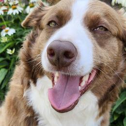 Ginger - Border Collie