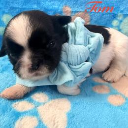 Tom - Black and white male Shih Tzu puppy in Hemet, California from Aloha Shih Tzu
