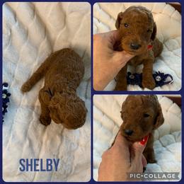 Shelby - Red  female Poodle puppy in Mount Vernon, Illinois from AMC Poodles