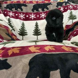 McGraw - Black male Newfoundland puppy in Shepherd, Montana from Crystal Waters Newfoundlands