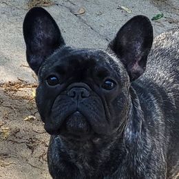 Rizzo - French Bulldog
