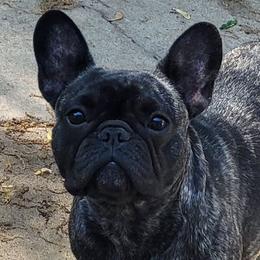 Rizzo - French Bulldog