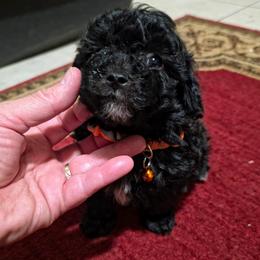 Mambo - Black male Maltipoo puppy in Arkansas from Brew House