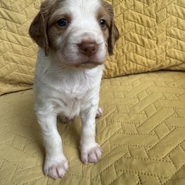 Girl 6 - Orange roan female Brittany puppy in Shinnston, West Virginia from Brookfield Farm Brittanys LLC