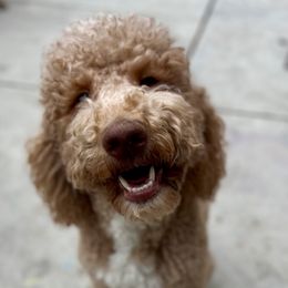 Louise - Goldendoodle