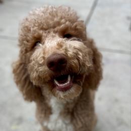 Louise - Goldendoodle