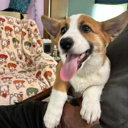 Sunshine - White and red female Pembroke Welsh Corgi puppy in New Waverly, Texas from Corgie & Cream Paradise