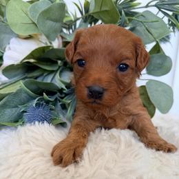 Banks (Green Collar) - Red male Cavapoo puppy in Preston, Idaho from Rocking JH Pup Co
