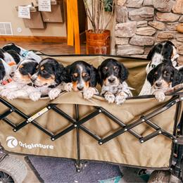 4th Pick Male - Blue belton and tan (tri-color) male Llewellin Setter puppy in Blackfoot, Idaho from Sand Hill Shepherds & Setters