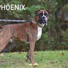 Phoenix - Boxer