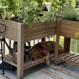 Labrador Retriever Puppies from Oak Hollow Retrievers