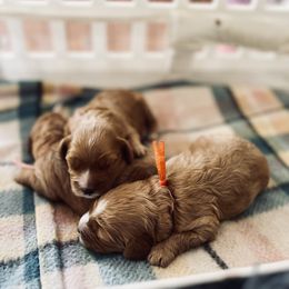 Cavalier King Charles Spaniel and Cavapoo Puppies from Cumberland Cavaliers