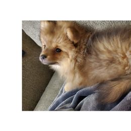 Pomeranians from Alice Aragon