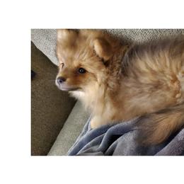 Pomeranians from Alice Aragon