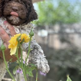 Lagotto Romagnolo Puppies from Anna’s Lagottos