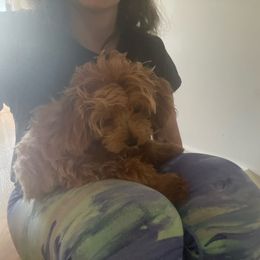 Maltipoo and Poodle All Grown Up from Poodles Are Mixy