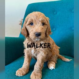 Walker - Apricot male Goldendoodle puppy in Glendale, Arizona from Follow Your Bliss Doodles
