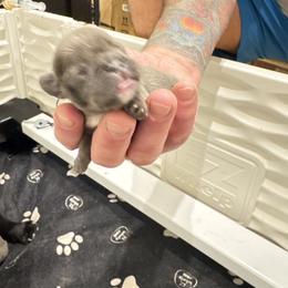 Girl 2 - Blue female French Bulldog puppy in Campbell Hall, New York from Charlie’s Frenchies