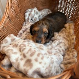 Autumn - Red female Dachshund puppy in Ecru, Mississippi from Toddy Kennels