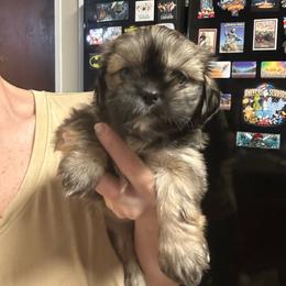 Casey - Sable female Shih Tzu puppy in Hickory, North Carolina from PAWSitive Breeders of the Carolinas