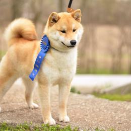 Shiba Inu Puppies from Sunny Terrace Shibas