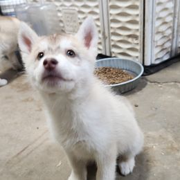 Siberian Husky Puppies from Spirit of the Moon Siberians