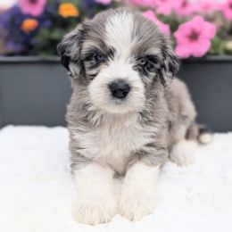 Nola - Blue merle female Aussiedoodle puppy in Coulee City, Washington from Mr and Mrs Doodle Farm