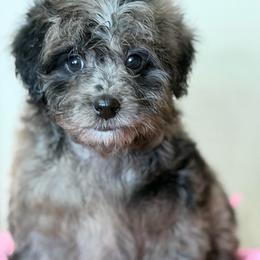Merle - Merle female Goldendoodle puppy in Rush, New York from Care Bear Puppies