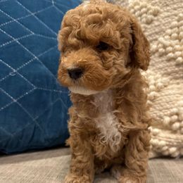 Corvette - Cream male Assorted Doodle Crosses puppy in West Haven, Utah from The Cava Labdoodles