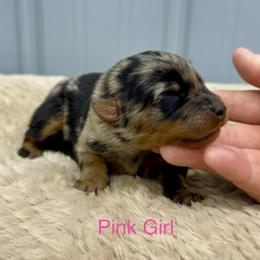 Pink girl - Harlequin female Beauceron puppy in Floyd’s Knobs, Indiana from Birdwing Beaucerons