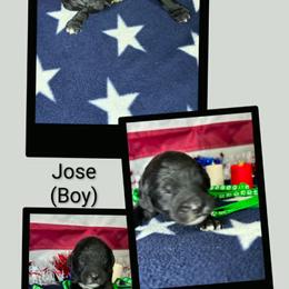 Jose' - Black male Goldendoodle puppy in Water Valley, Mississippi from Olympian Doodles