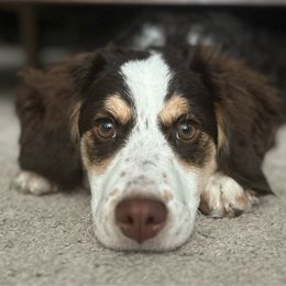 Harlow - Bernedoodle