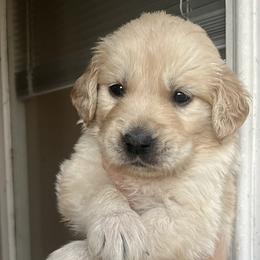 Blue male - Golden male Golden Retriever puppy in Jesup, Georgia from Painted Platinum Retrievers (Painted Platinum Kennel) PPK