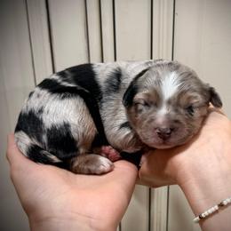 Olive - Blue merle female Miniature Australian Shepherd puppy in Lakeport, California from Akins Aussies/Wild Rose Ranch