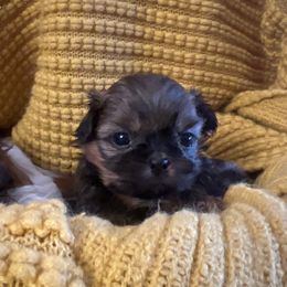 Boy 2 - Brindle male Shih Tzu puppy in Peoria, Arizona from Jodi’s Shihtzus
