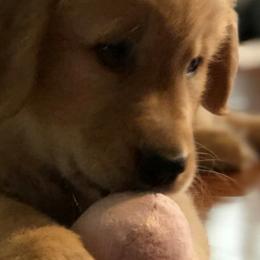 Golden Retriever Puppies from Gabrielle Sack