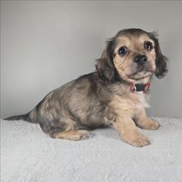 Nicholas - Cream male Dachshund puppy in Pryor, Oklahoma from Mighty Paws Manor