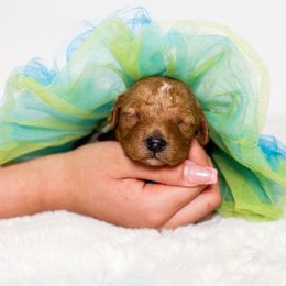 Hazel - Red  female Goldendoodle puppy in Kissimmee, Florida from Poodle Doodle Kennels