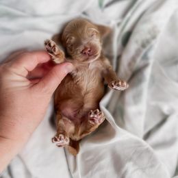 Chestnut (Chestnut praline latte) - Red male Cockapoo puppy in Hopkins County, Texas from Boutique Doodles