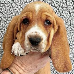 Tootsie Roll (purple) - Red and white female Basset Hound puppy in Kingsport, Tennessee from Bear’s Bassets
